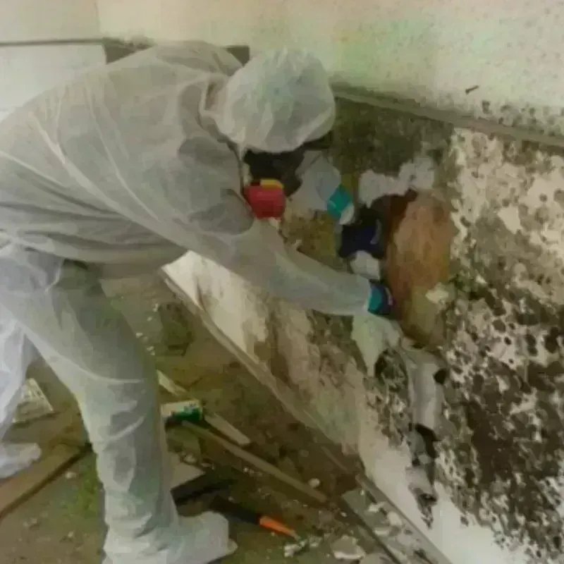 Mold Remediation and Removal in Barnstable, MA